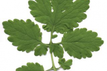 Leaf-of-Greater-Celandine-plant