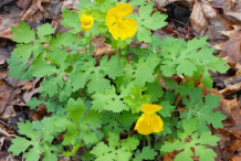 Small-Greater-Celandine-plant