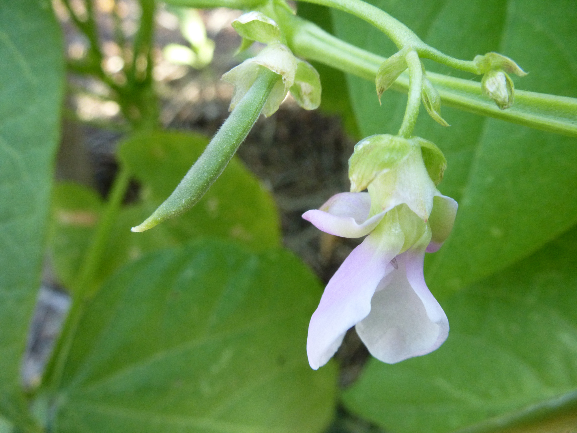 Close-up-flower-of-Green-beans