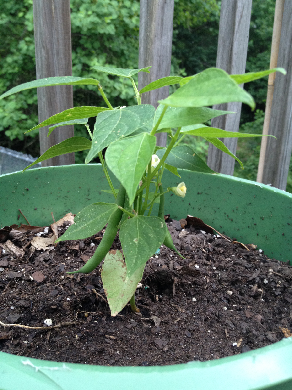 Green-beans-plant