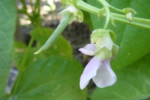 Close-up-flower-of-Green-beans