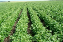 Green-beans-farm