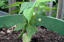 Green-beans-plant