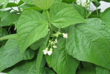 Leaves-of-Green-beans