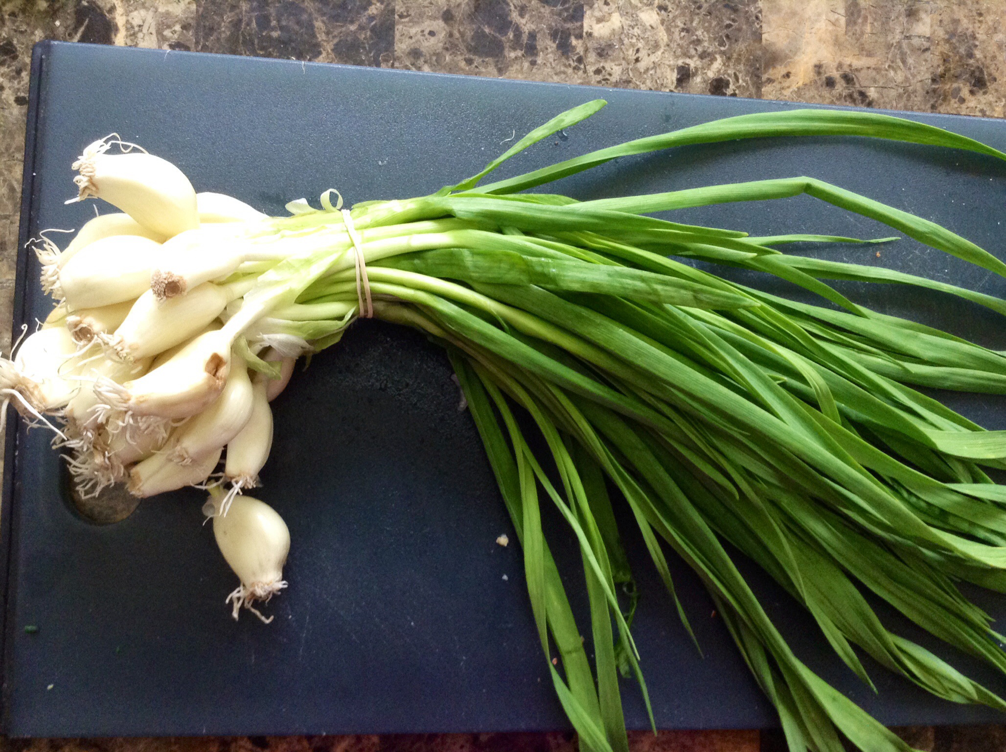 top health benefits of green garlic | hb times