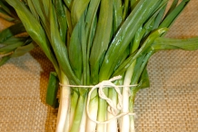Green-garlic-1