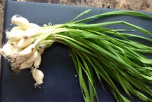 Green-garlic-3