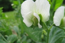 Close-up-flower-of-Green-peas