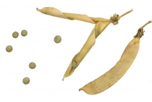 Dried-pods-of-Green-peas