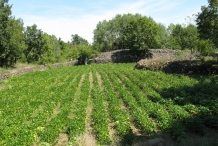 Green-peas-farm