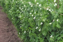 Green-peas-plant