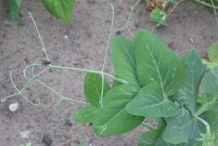 Leaves-of-Green-peas