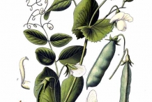 Plant-illustration-of-Green-peas