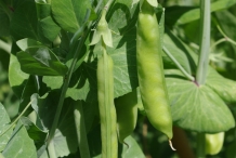 Pods-of-Green-peas