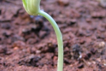 Seedlings-of-Green-peas