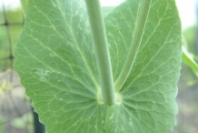 Stem-of-Green-peas