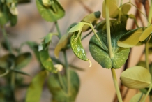 Young-pods-of-Green-peas