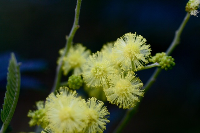 Closer-view-of-flower-of-Green-Wattle