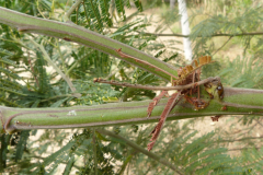Branch-of-Green-Wattle