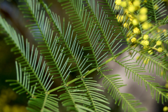 Closer-view-of-leaves-of-Green-Wattle