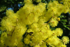 Flowers-of-Green-Wattle