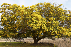 Green-Wattle-Tree