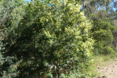 Green-Wattle-plant-growing-wild
