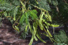 Immature-fruits-of-Green-Wattle