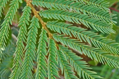 Leaves-of-Green-wattle
