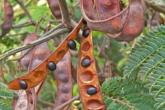 Mature-fruits-of-Green-Wattle