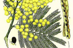 Plant-illustration-of-Green-Wattle