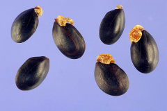 Seeds-of-Green-Wattle
