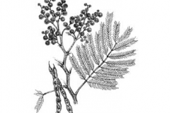 Sketch-of-Green-Wattle