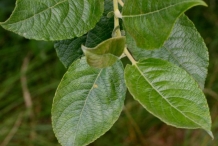Leaves-of-Grey-sallow