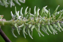 Closer-view-of-immature-fruits-of-Grey-sallow