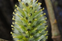 Female-flowers-of-Grey-sallow