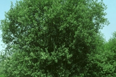 Grey-sallow-plant