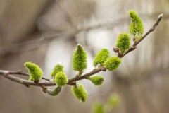 Male-flowers-of-Grey-sallow