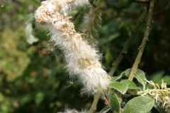 Mature-fruits-of-Grey-sallow
