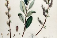 Plant-illustration-of-Grey-sallow