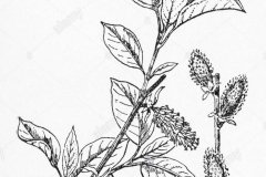 Sketch-of-Grey-sallow