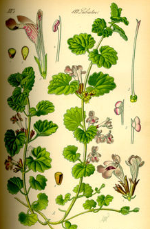 Ground-ivy-plant-Illustration