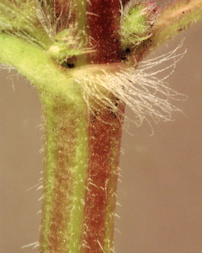 Stem-of-Ground-ivy-plant