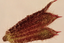 Calyx-of-Ground-ivy-flower