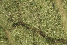 Closer-view-of-Leaf-Underside