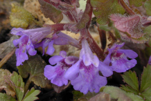 Flower-of-Ground-ivy-plant