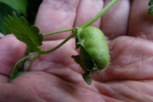Fruit-of-Ground-ivy-plant