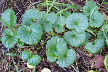 Ground-ivy-bushes