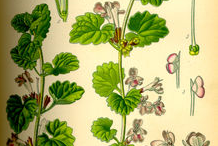 Ground-ivy-plant-Illustration