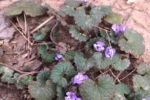 Ground-ivy-plant